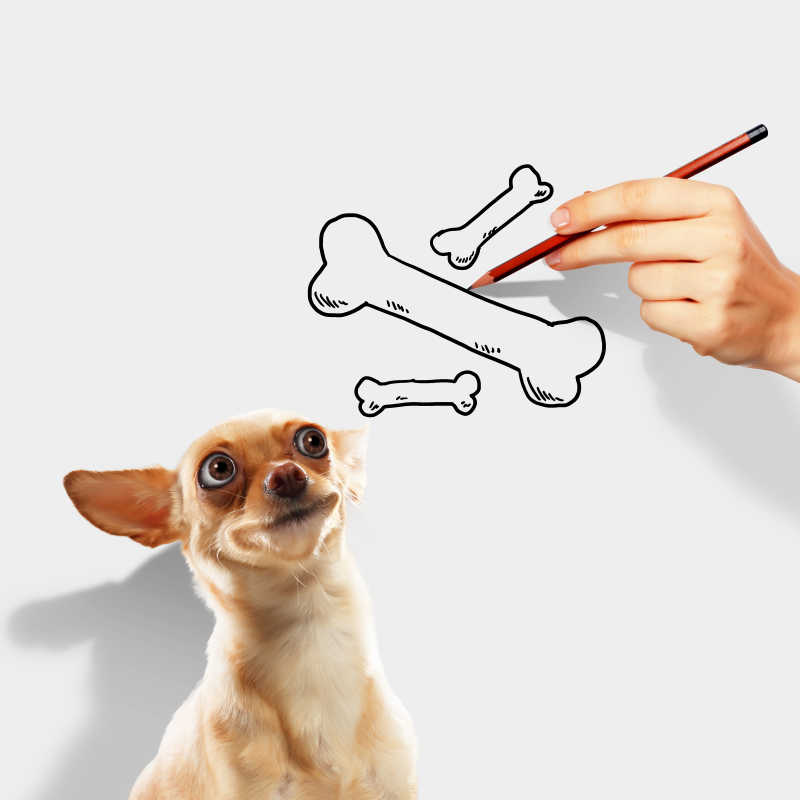 小狗目不转睛的盯着画纸上的骨头和一只拿着画笔的手