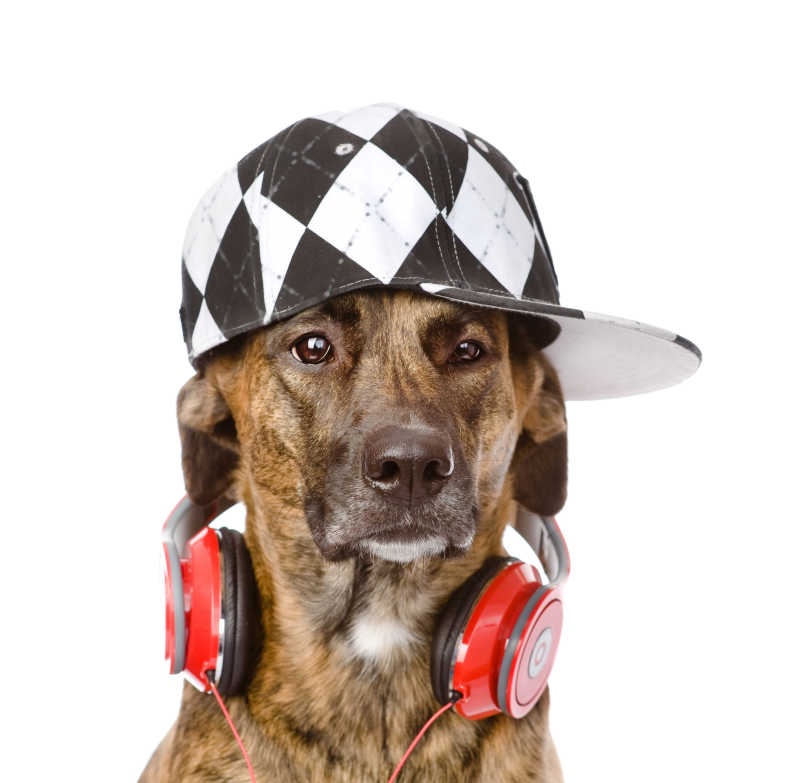 到这帽子耳机的宠物狗狗