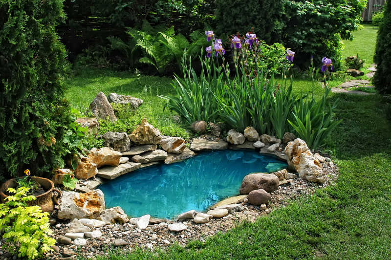 夏日花园里的小池塘