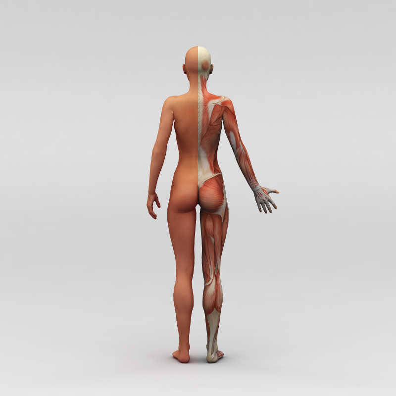 女性背部人体肌肉组织