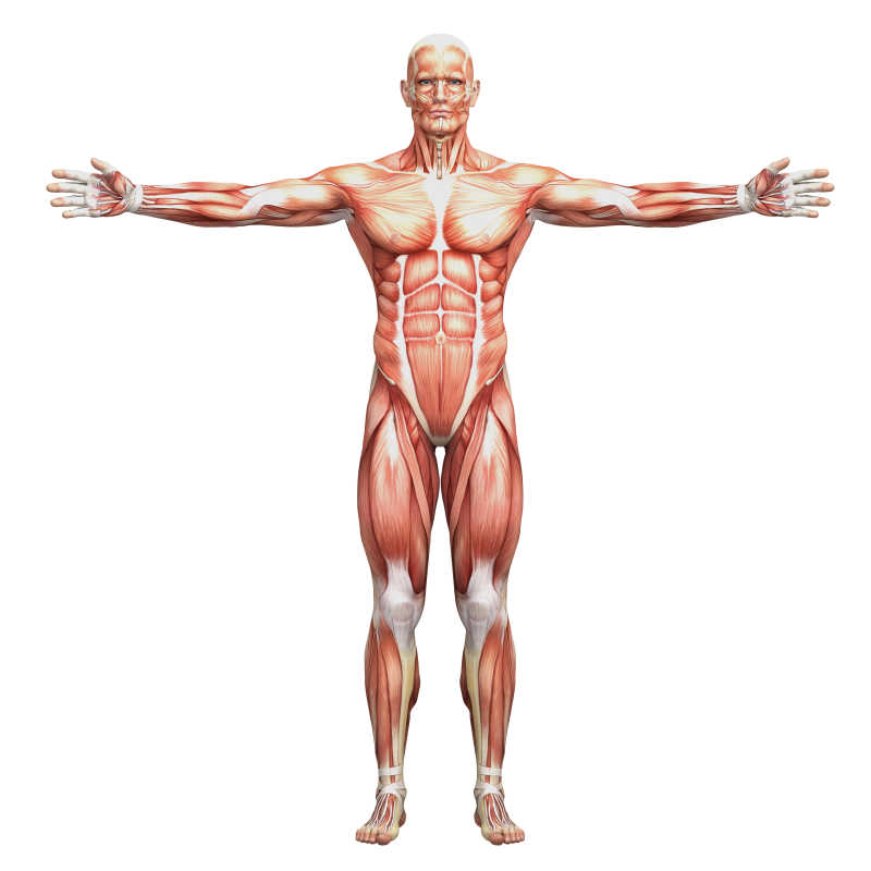 男性人体肌肉