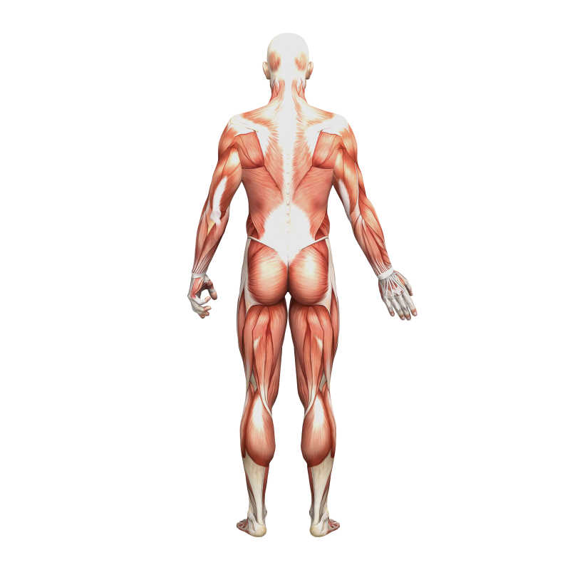 男性背部人体肌肉组织