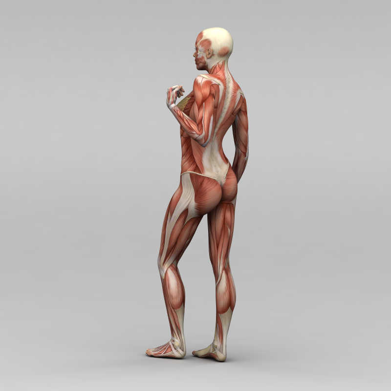 人体肌肉骨骼