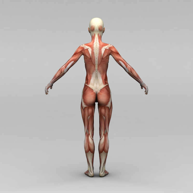 女性背部的人体肌肉