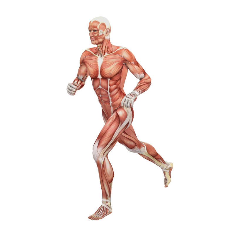 男性奔跑的人体肌肉