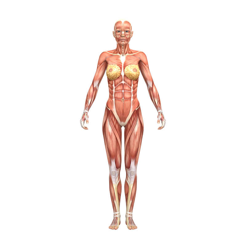 女人的人体肌肉图解