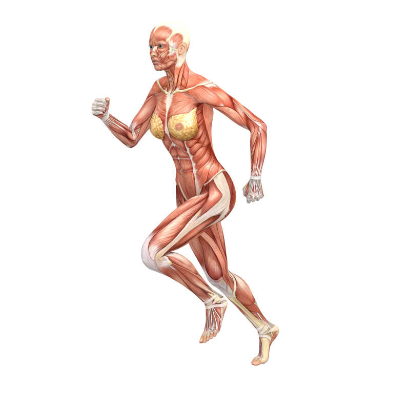 奔跑的女人肌肉组织