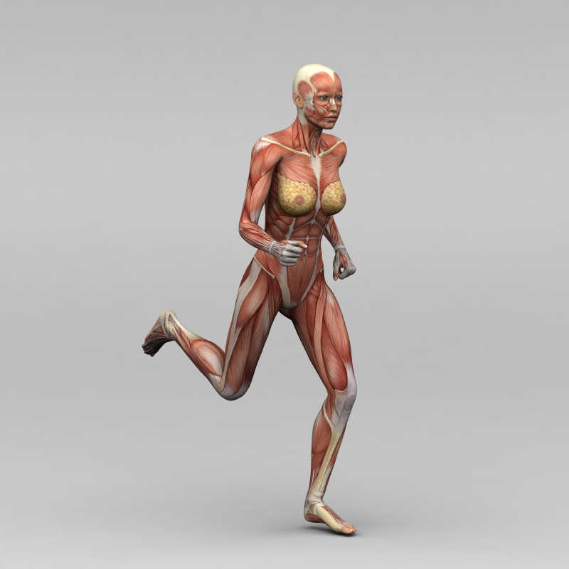 奔跑的女性人体肌肉