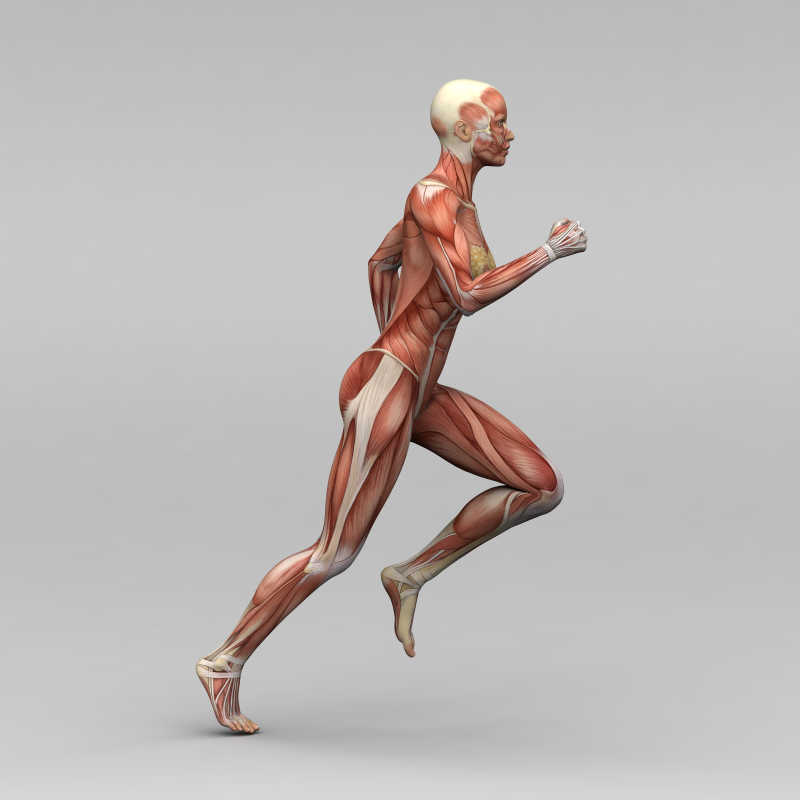 奔跑的女人人体肌肉