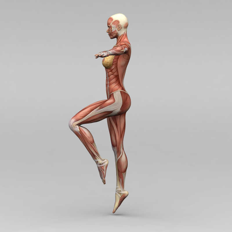 女性人体解剖学和肌肉