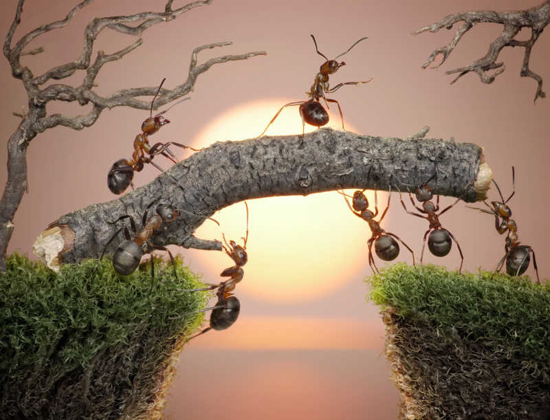 正在建造桥梁的蚂蚁团队