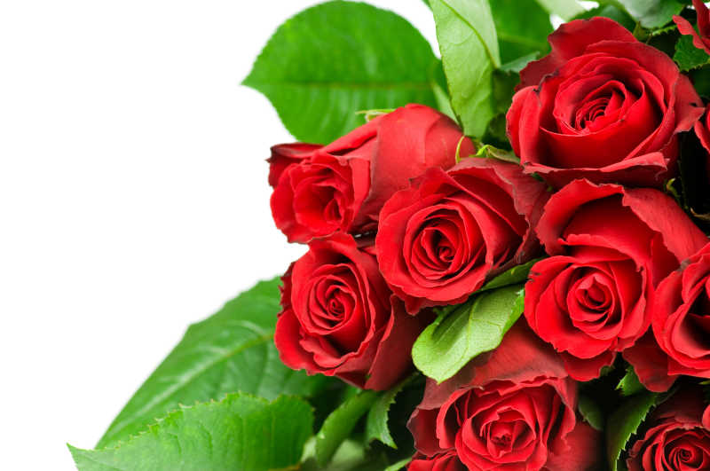 浪漫红玫瑰