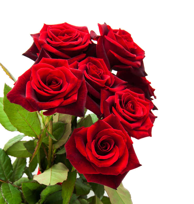 大红色的玫瑰花