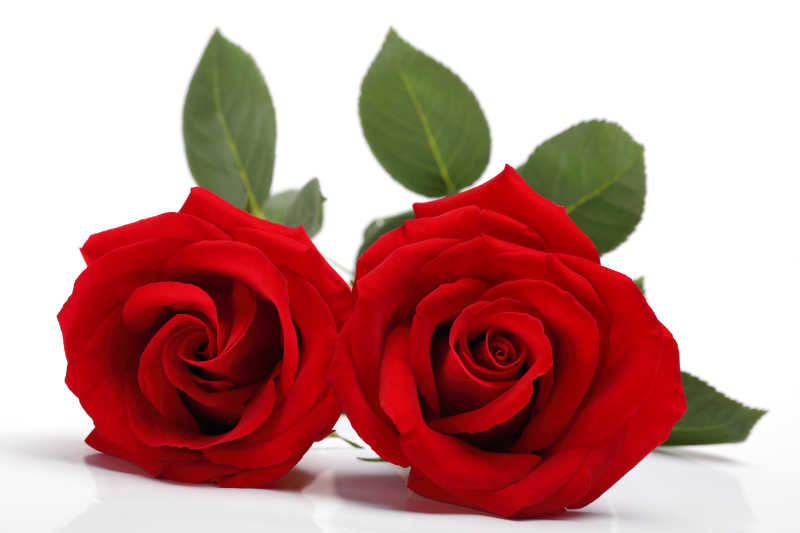 两朵鲜艳的玫瑰