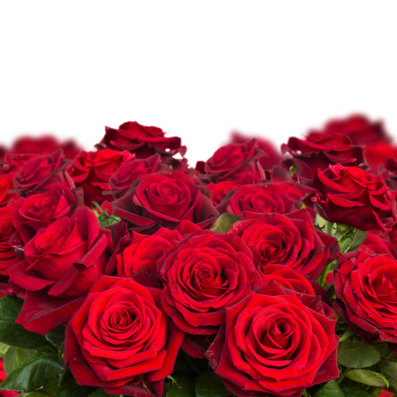 猩红色的玫瑰花