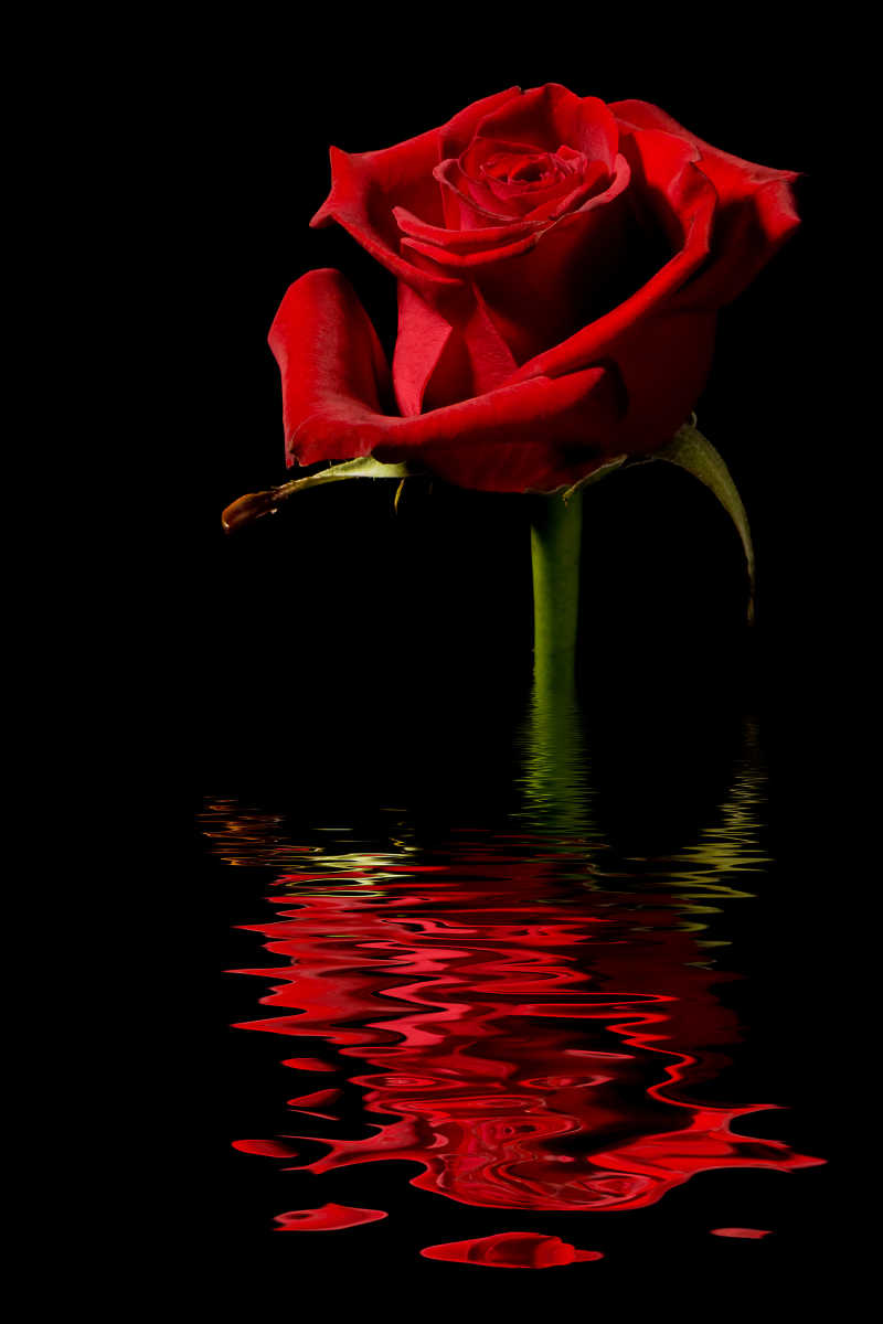 长在水面上的玫瑰