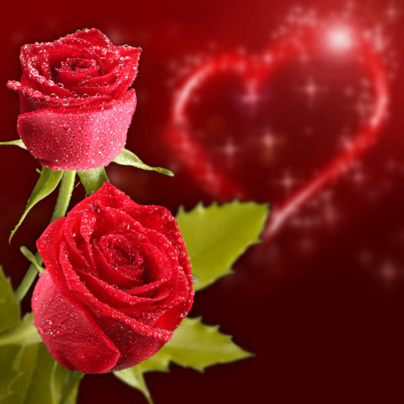 鲜艳的绯红色玫瑰