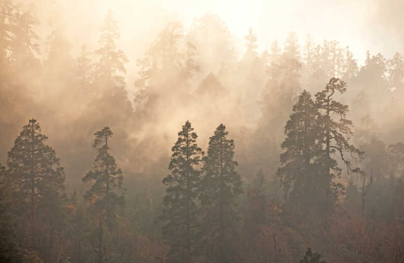 日出时的迷雾森林