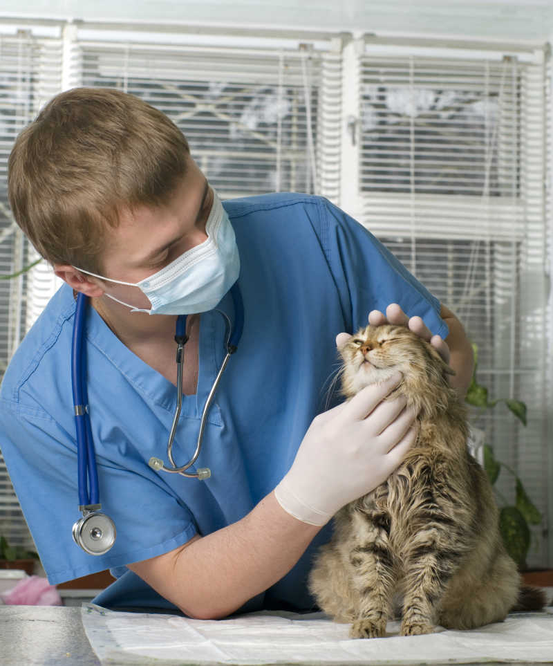 兽医给猫检查