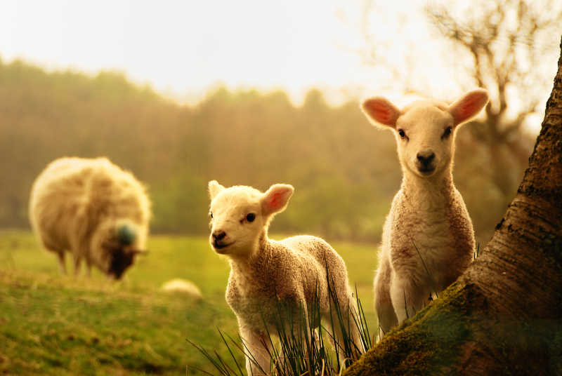 草地上的羊羔