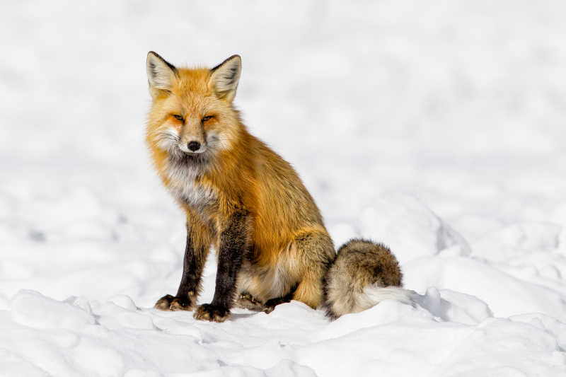 坐在雪地上的狐狸