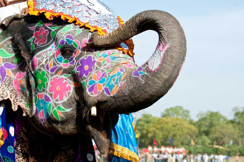 斋浦尔印度大象节的彩绘大象
