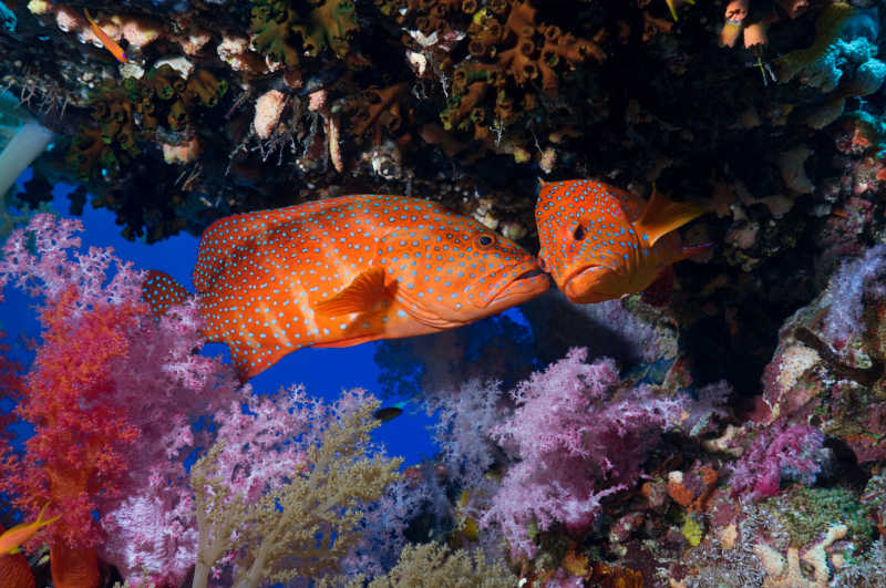 海底热带鱼与珊瑚