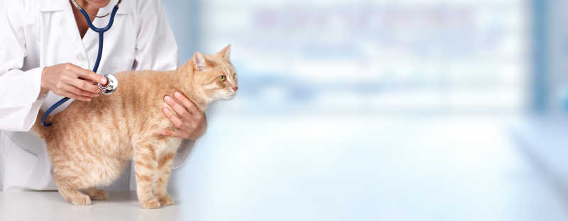 兽医检查猫咪健康