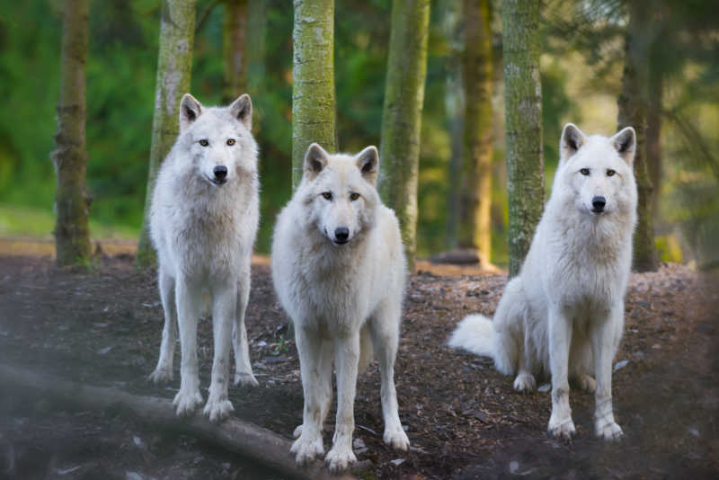 三头美丽的白狼