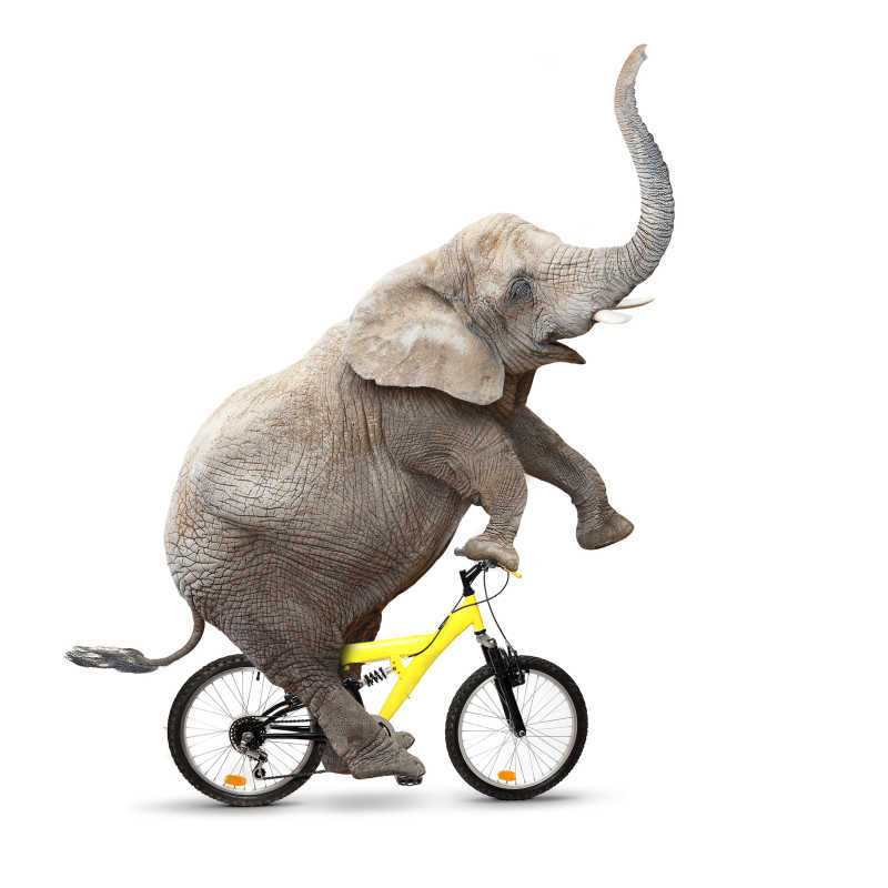 骑着自行车的大象