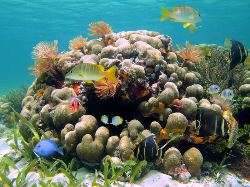 珊瑚礁和五颜六色的热带鱼
