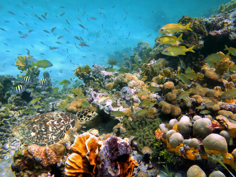 美丽的海底世界珊瑚礁鱼群