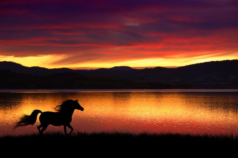 日落湖边马的剪影