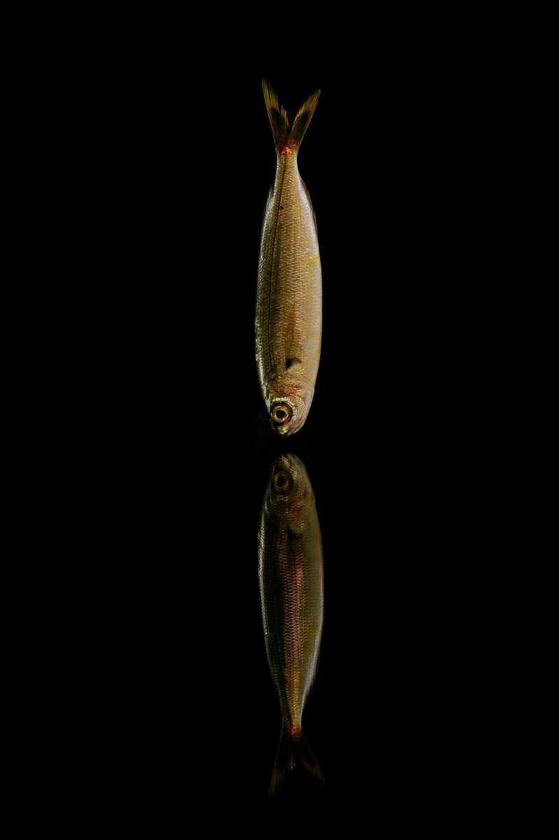 一条垂直的沙丁鱼