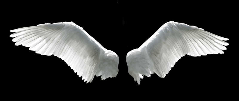 黑色背景下的天使翅膀
