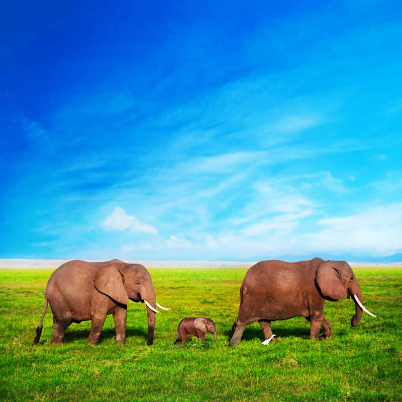 草原上的三只大象