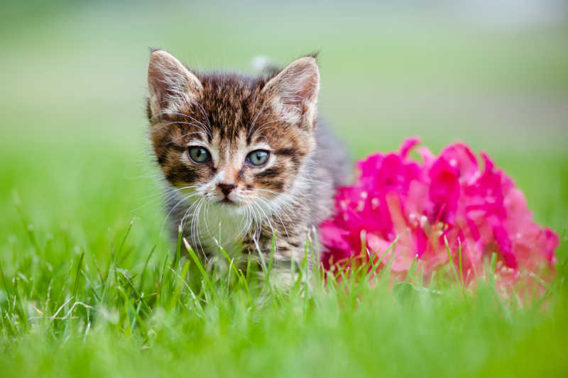 带着花的可爱小猫
