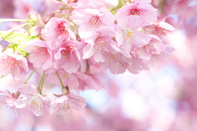 粉色绽放的樱花