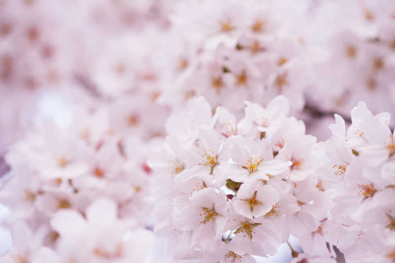 白粉色樱花