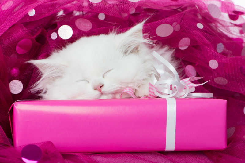 粉色礼盒上熟睡的猫咪
