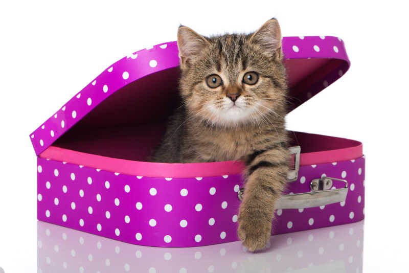 粉色行李箱的小猫咪