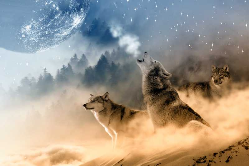 狼对着月亮吼叫