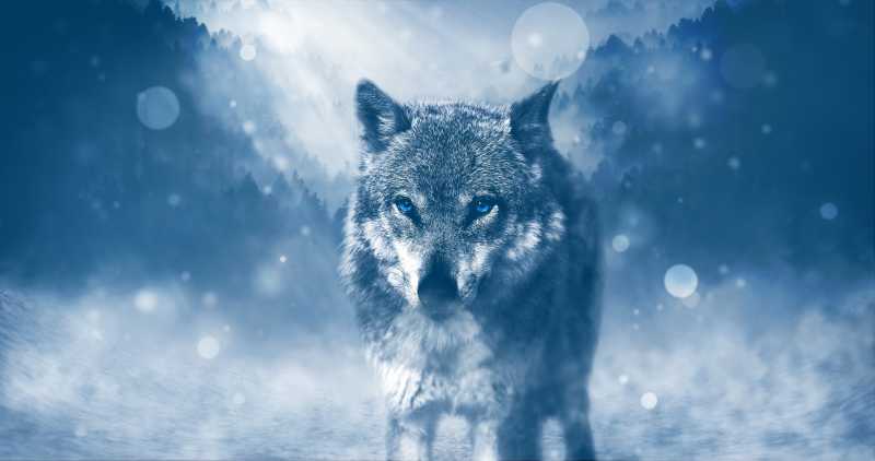风雪中的狼