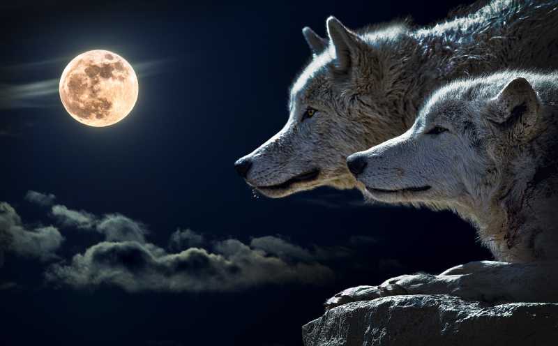 两只狼与月亮