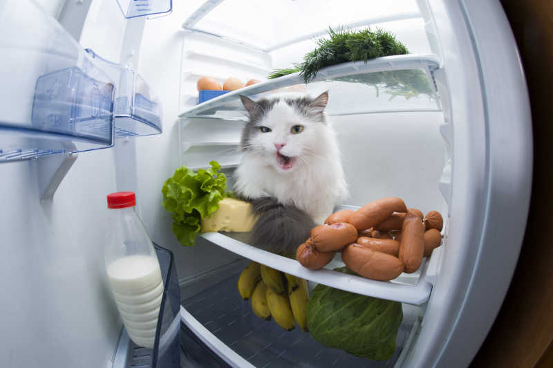 留恋冰箱的小猫