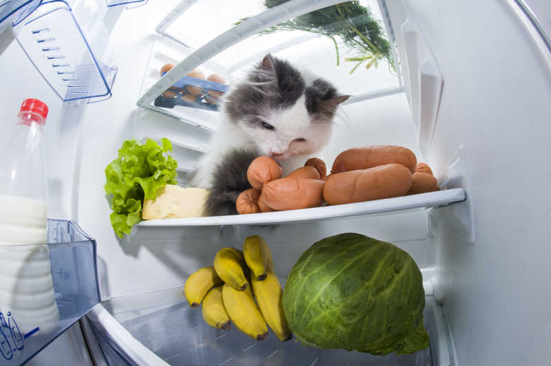 冰箱里的猫