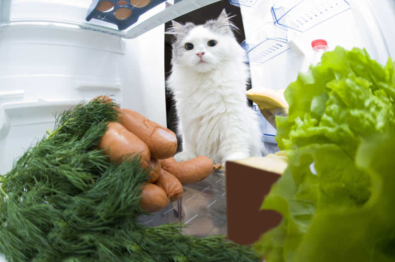坐在冰箱里的猫