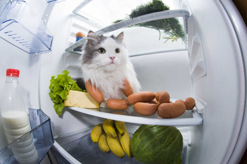 冰箱里偷吃的猫