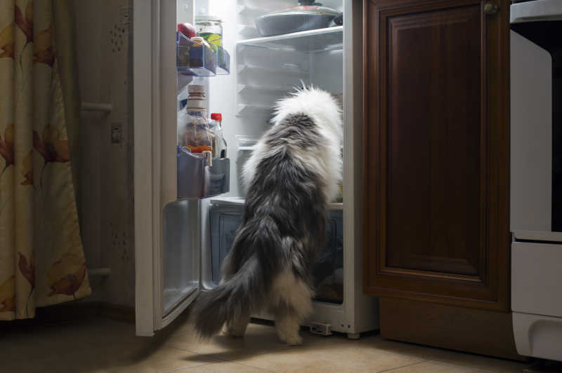 准备爬进冰箱的猫