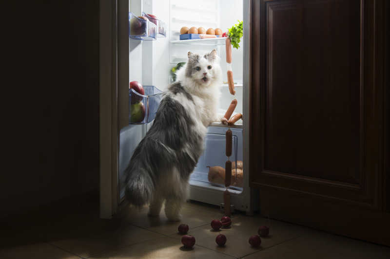 打开冰箱的猫